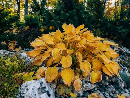 Japanese Plants for Your Garden 16