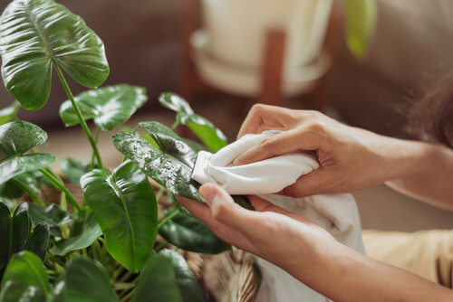image showing use of Neem Oil to clean water strain