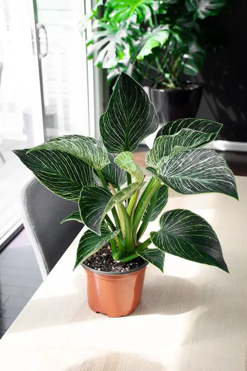 Philodendron Birkin 2