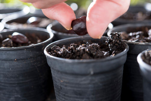 Growing Tamarind in Pots 2