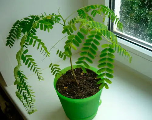 Fruits That Can Be Grown from Seeds and Kitchen Scraps
