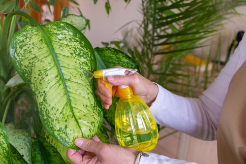 Best Tricks to Clean Water Stains from Plants