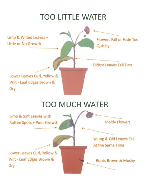 Plant Nutrient Deficiency in Picture 6