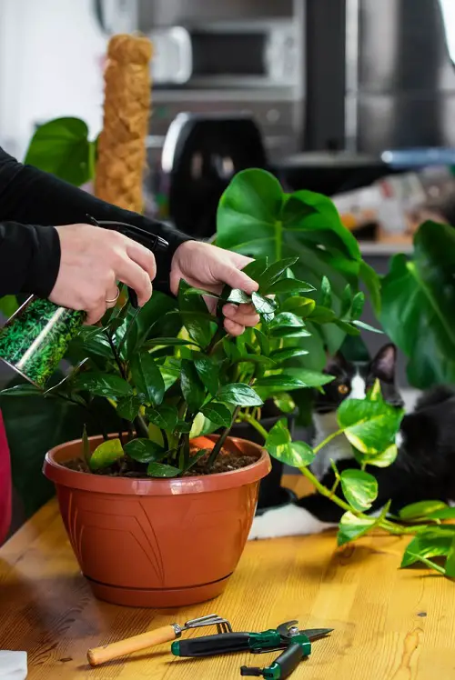 How to Care For ZZ Plant