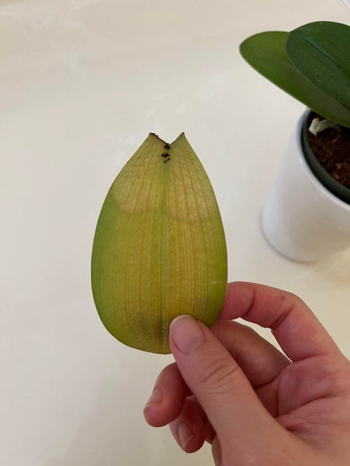 Orchid Leaves Turning Yellow