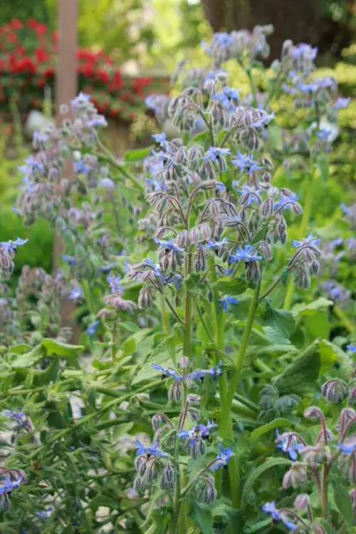 Flowering Plants You Should Plant in a Vegetable Garden 01