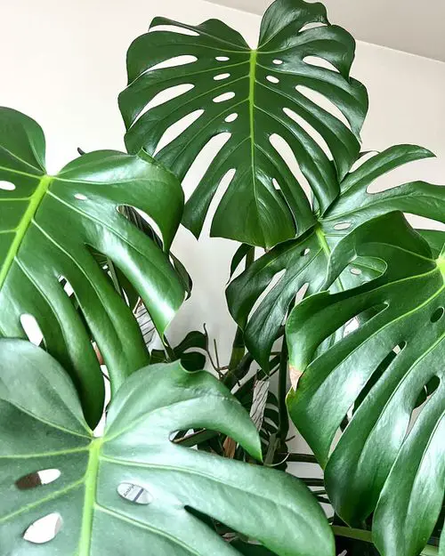 How to Get Split Leaves on Monstera