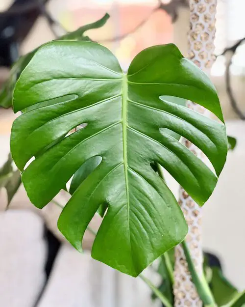 Split Leaves on Monstera