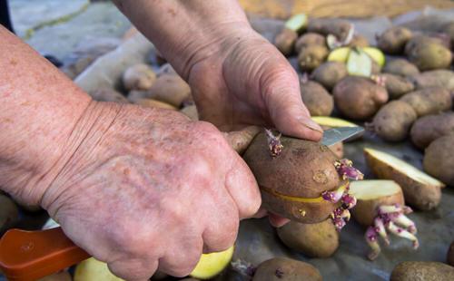Vegetables You Can Grow From Slices  1