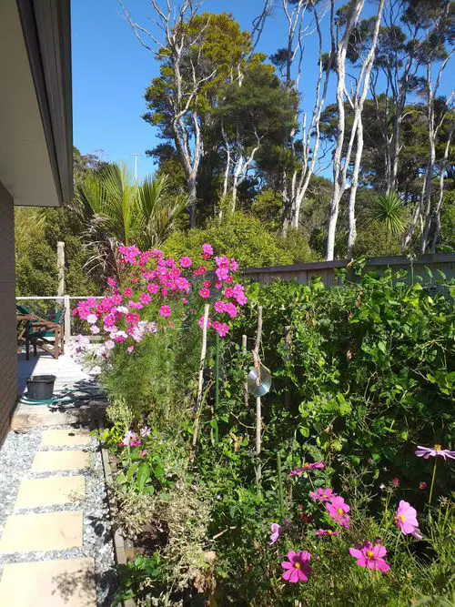 Flowers for Attracting Pollinators 08