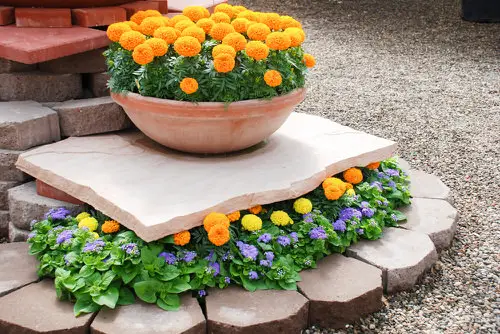 Best Daisy Like Flowers 6