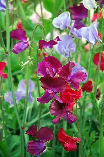 Flowering Plants You Should Plant in a Vegetable Garden 10