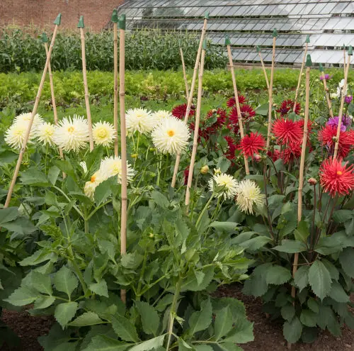 Best Flowers for Attracting Pollinators to a Vegetable Garden 5