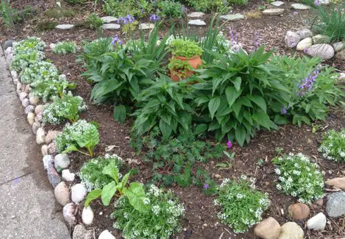 Flowering Plants You Should Plant in a Vegetable Garden 11