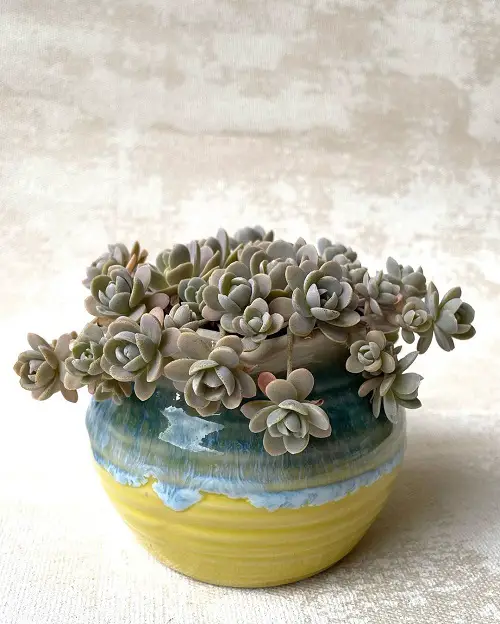 amazing Cold Hardy Succulents for Winters