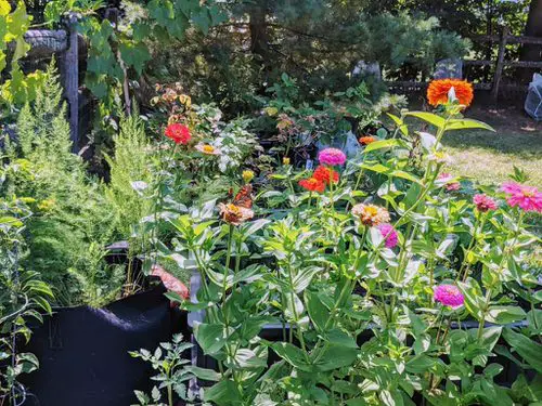 Flowers for Attracting Pollinators 10