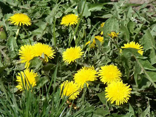 Best Flowers for Attracting Pollinators to a Vegetable Garden 9