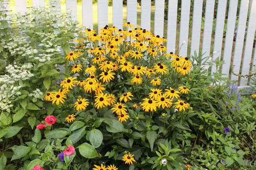 Rosemary Companion Plants black eyed susan