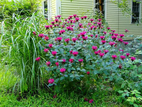 Flowers for Attracting Pollinators 12