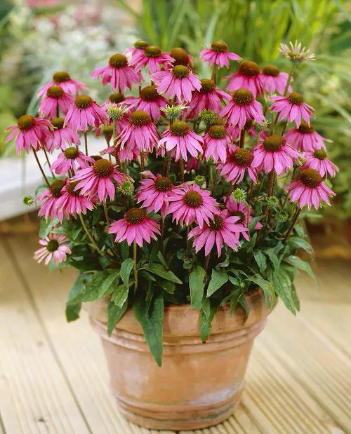 Best Medicinal Plants with Their Benefits