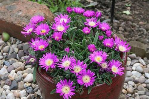 Best Daisy Like Flowers 7