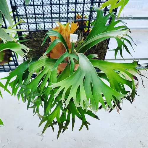 Staghorn Fern 5