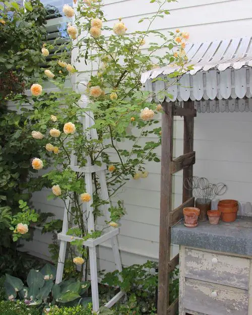 Grow Big Roses Vertically
