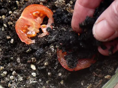 Vegetables You Can Grow From Slices 2