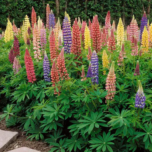 Best Flowers for Attracting Pollinators to a Vegetable Garden 10