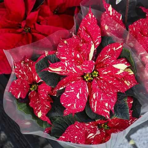 Houseplants with Amazing Foliage that are Tricolour 