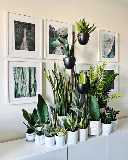 Beautiful Houseplants for Interior 21