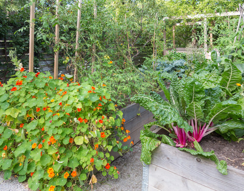 Flowers for Attracting Pollinators 14