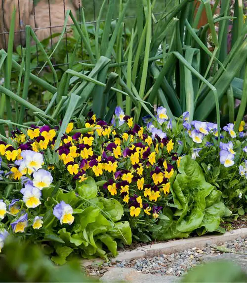 beautiful Dainty Flowers in garden