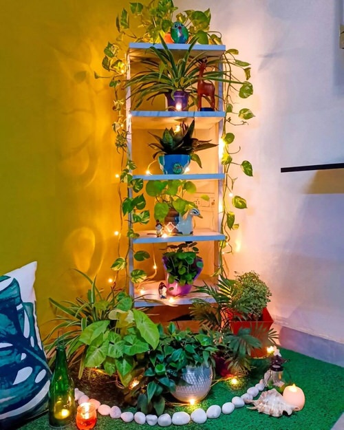 Beautiful Houseplants for Interior 23