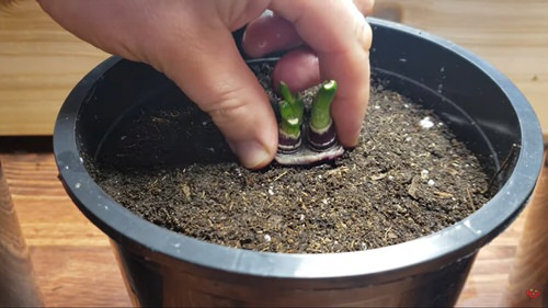 Vegetables You Can Grow From Slices 3