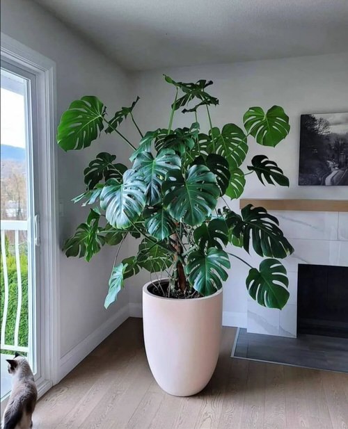 Big and Bold Monstera 2