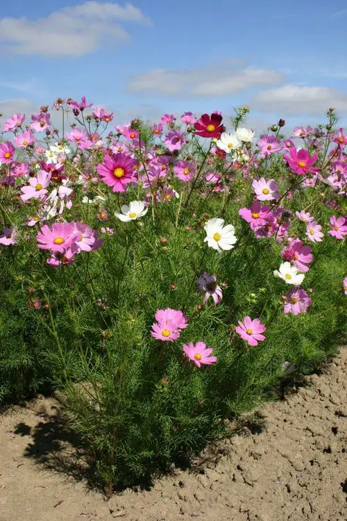 Flowering Plants You Should Plant in a Vegetable Garden 3