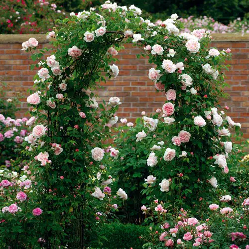 Grow Roses on an Arch
