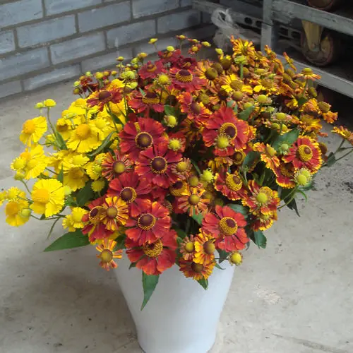 Best Daisy Like Flowers 4