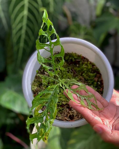 Monstera Obliqua