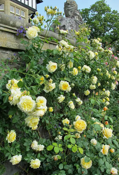 Train Roses Upon an Obelisk