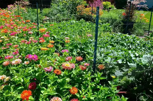 Flowering Plants You Should Plant in a Vegetable Garden 05