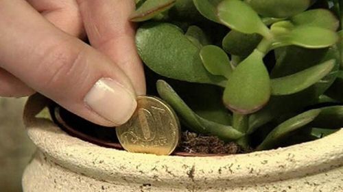Penny Uses in the Garden 2