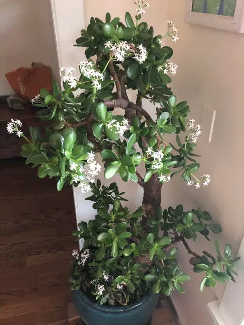 Tips On Flowering Jade Plants 2