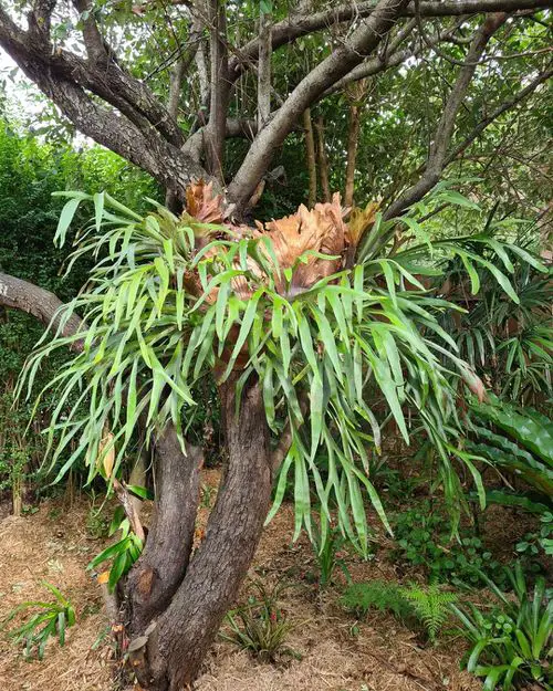 How to Grow Staghorn Fern on Anything 2