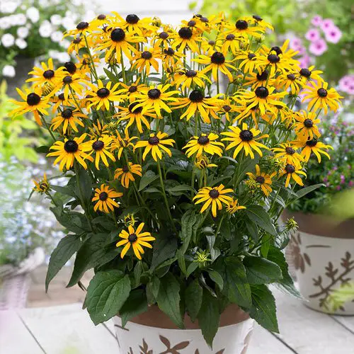 Plants That Draw Bees 6