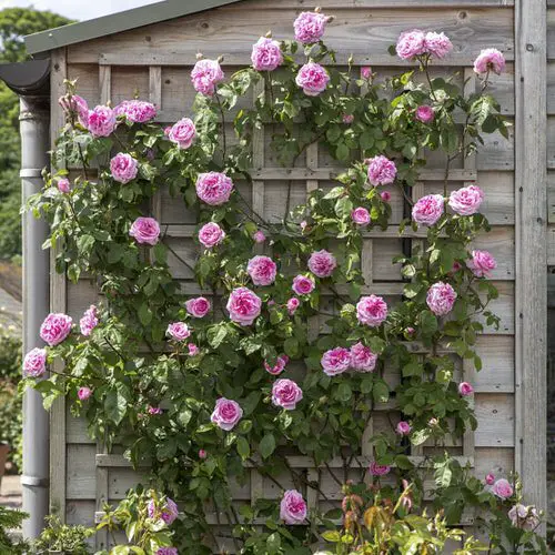 Roses on Grid or Fence