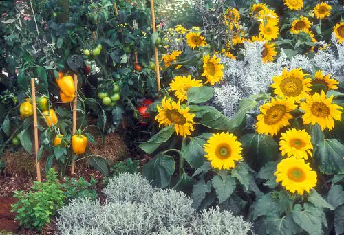 Flowering Plants You Should Plant in a Vegetable Garden 6