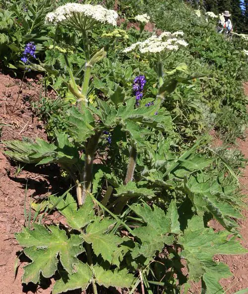 Best Flowers for Attracting Pollinators to a Vegetable Garden 3