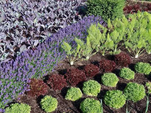 Flowering Plants You Should Plant in a Vegetable Garden 07
